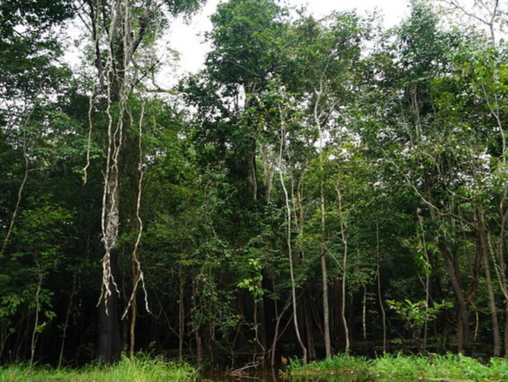 The Amazon Rain Forest ©Hanming Huan